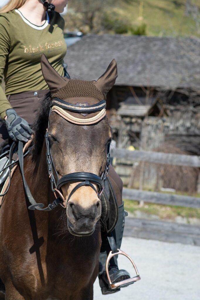 horse, nature, pony, horseback riding, saddle horse, riding pony, brown horse, animal, equine, bridle, girl, horsewoman, equestrian, ride, horse riding, horse head, closeup