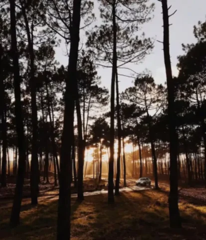 entoure par les pins. 9 880x1024